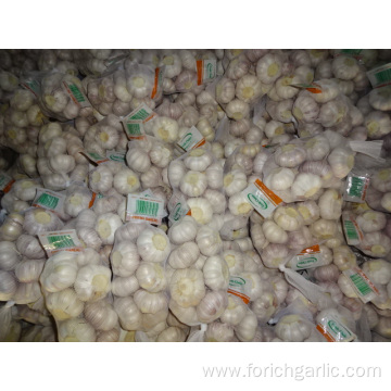 Good Quality Normal White Garlic From Jinxiang